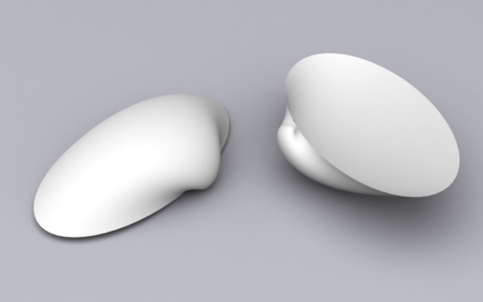 Snail Mya Arenaria.png